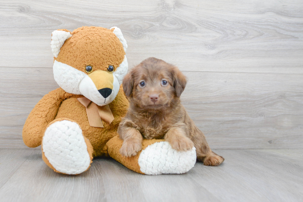 Smart Mini Labradoodle Poodle Mix Pup