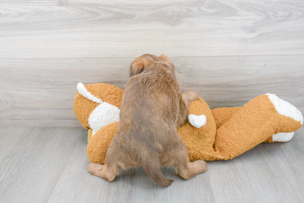 Cute Mini Labradoodle Baby