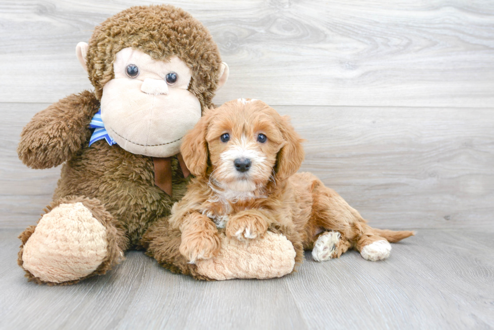 Best Mini Labradoodle Baby