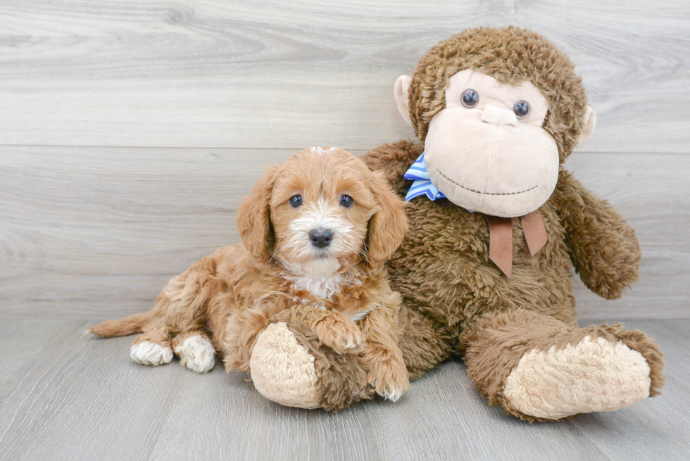 Hypoallergenic Labrador Poodle Mix Puppy