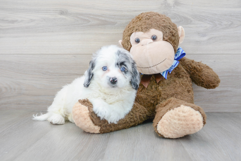 Best Mini Labradoodle Baby