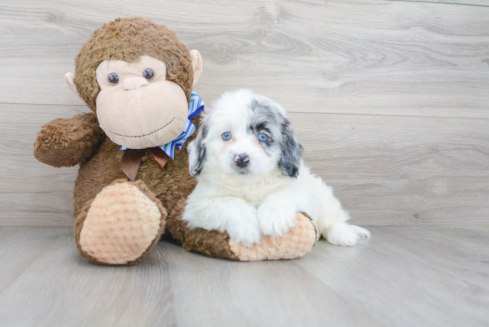 Popular Mini Labradoodle Poodle Mix Pup