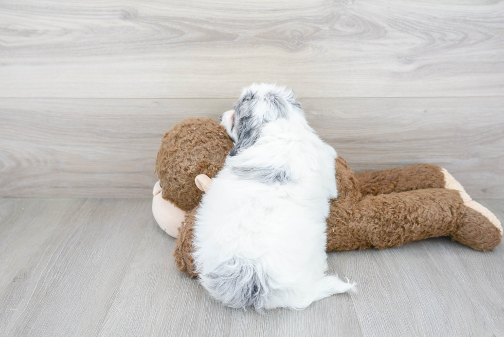 Friendly Mini Labradoodle Baby