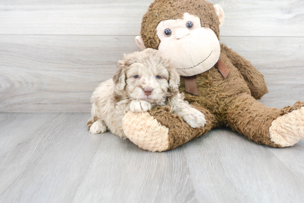 Smart Mini Labradoodle Poodle Mix Pup