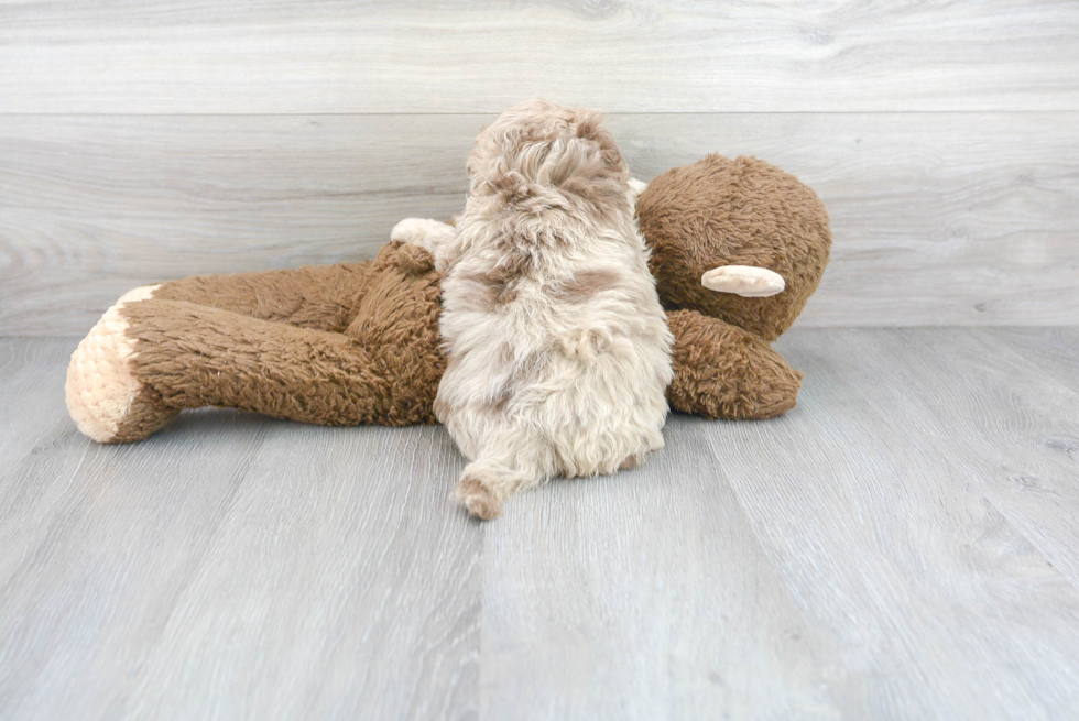 Smart Mini Labradoodle Poodle Mix Pup