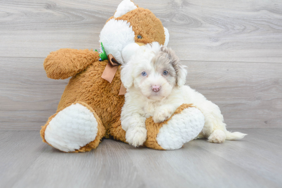 Little Labrador Poodle Mix Puppy