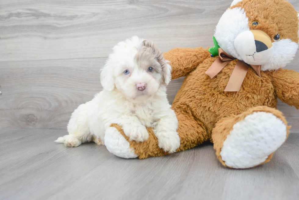 Adorable Labrador Poodle Mix Puppy