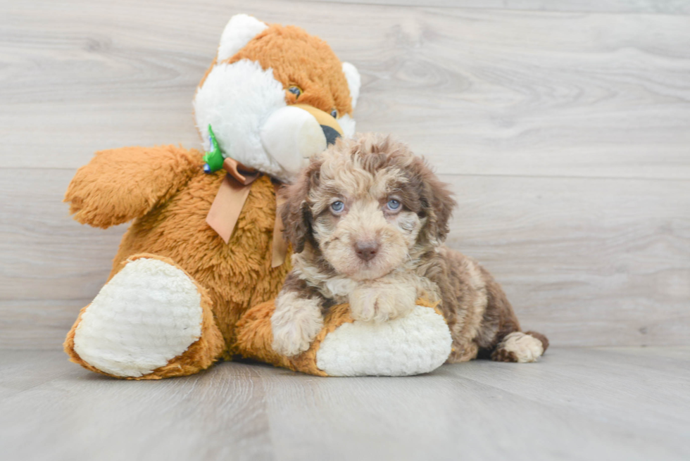 Small Mini Labradoodle Baby