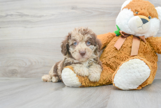 Energetic Labrador Poodle Mix Puppy