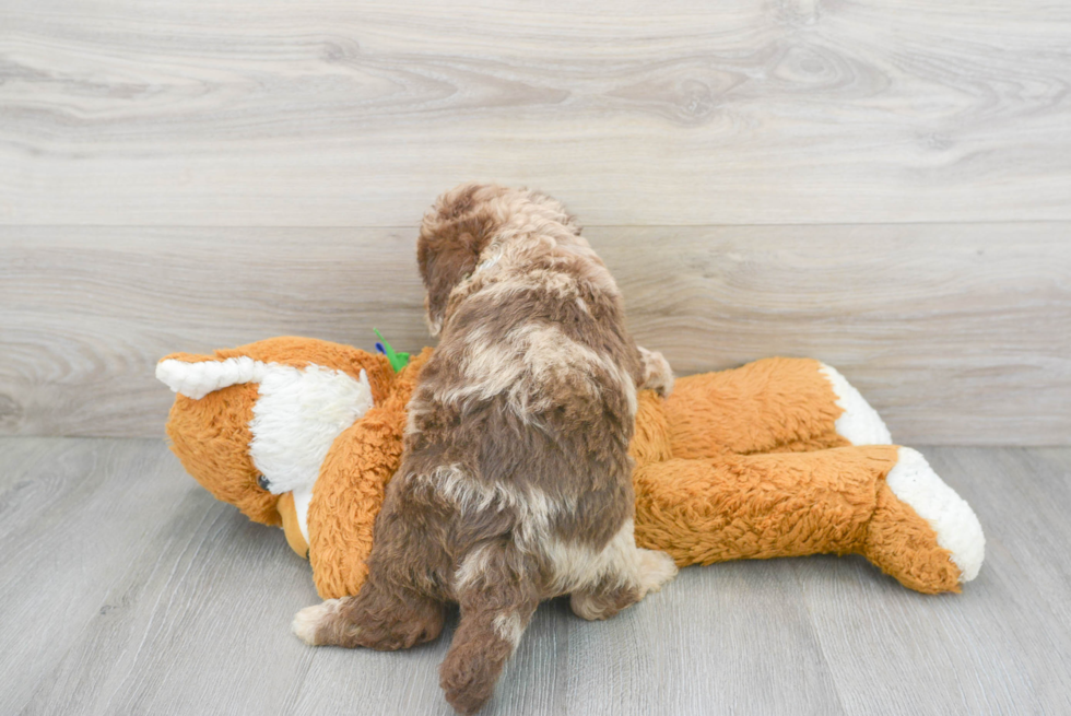 Happy Mini Labradoodle Baby