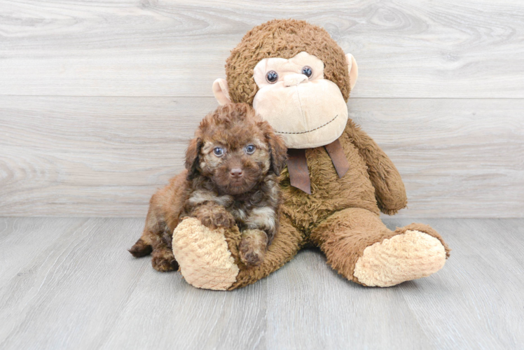 Happy Mini Labradoodle Baby