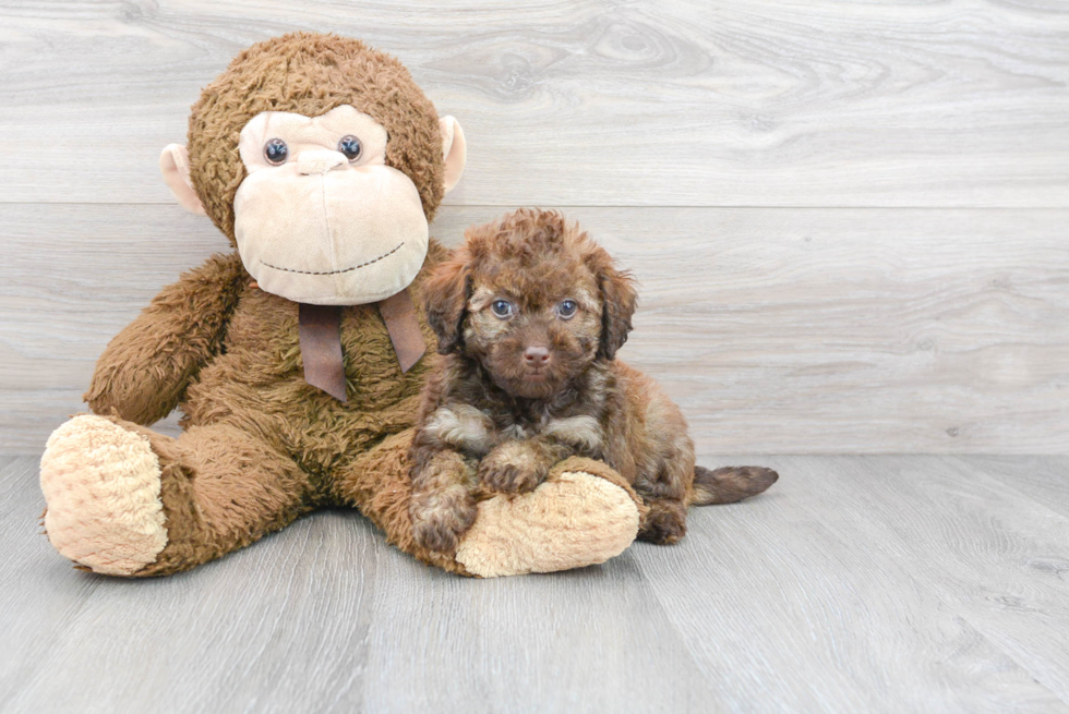 Friendly Mini Labradoodle Baby