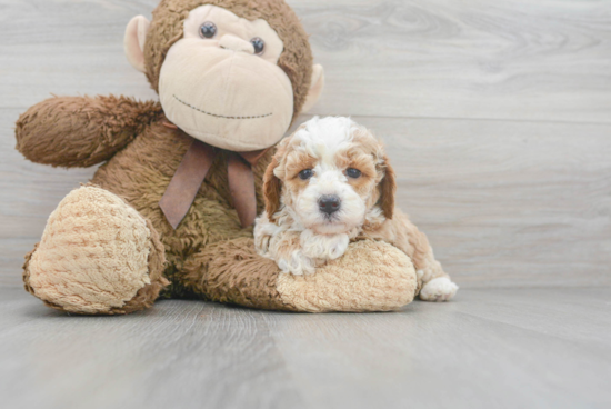 Mini Labradoodle Puppy for Adoption