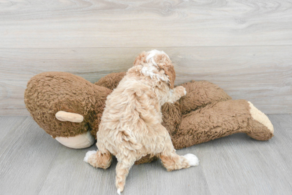 Petite Mini Labradoodle Poodle Mix Pup