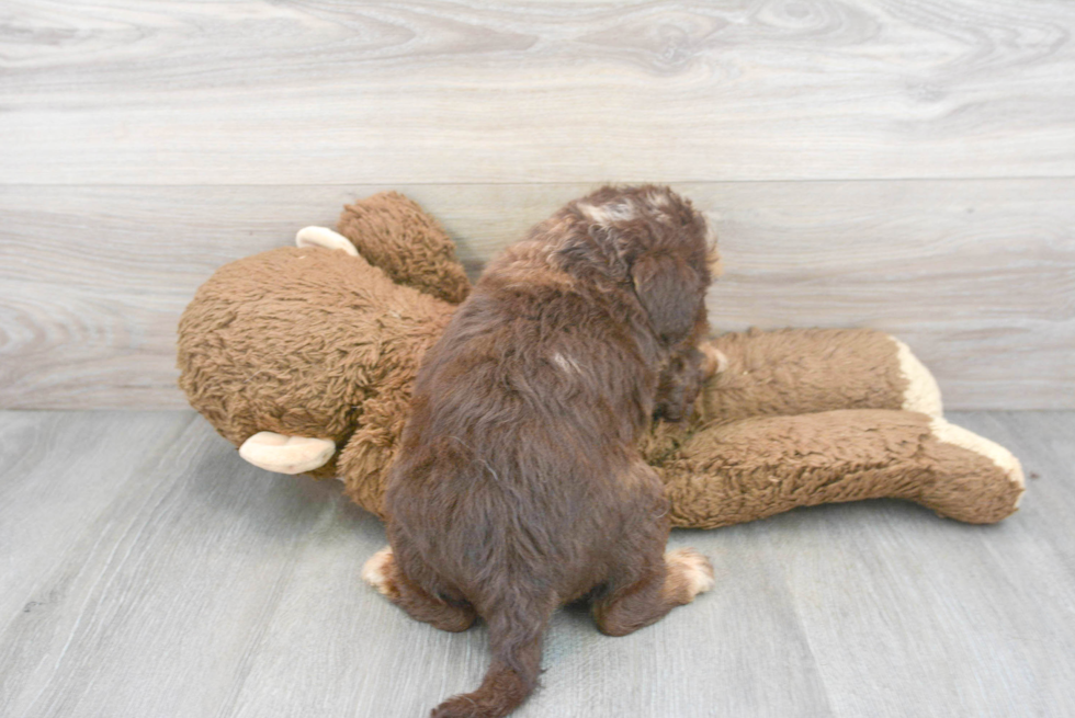 Best Mini Labradoodle Baby