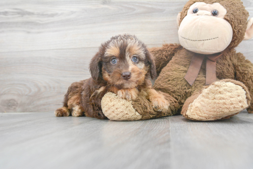 Cute Mini Labradoodle Baby