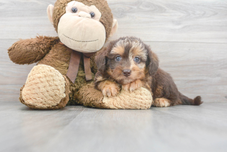 Hypoallergenic Labrador Poodle Mix Puppy