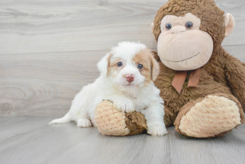 Happy Mini Labradoodle Baby