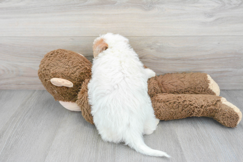 Smart Mini Labradoodle Poodle Mix Pup