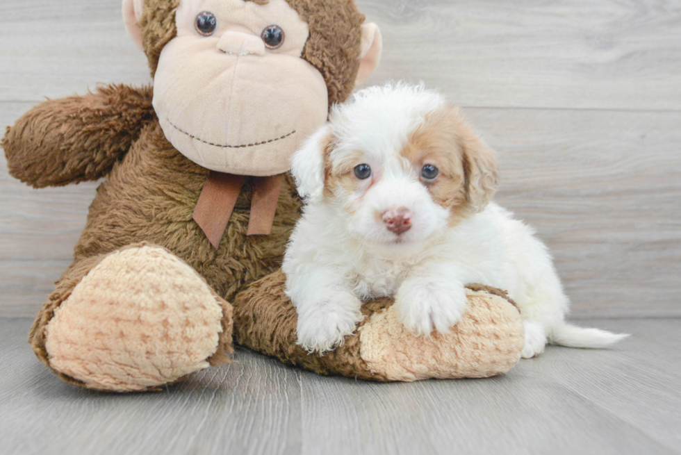 Smart Mini Labradoodle Poodle Mix Pup