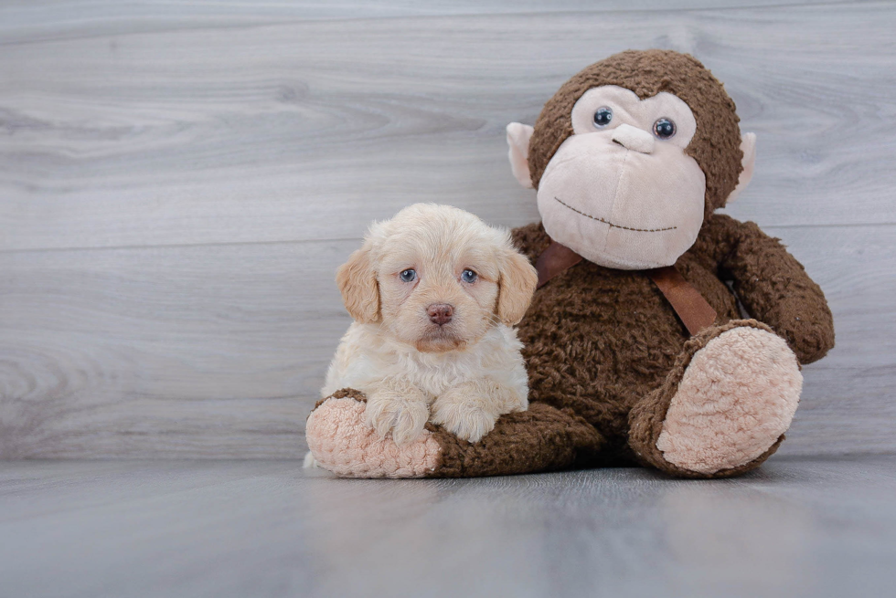 Best Mini Labradoodle Baby