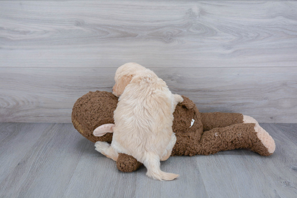 Mini Labradoodle Puppy for Adoption