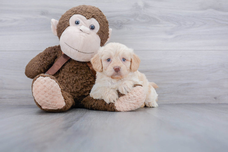 Energetic Labrador Poodle Mix Puppy