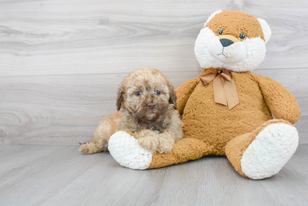 Mini Labradoodle Puppy for Adoption