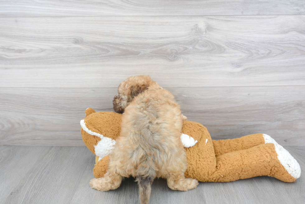 Playful Labrador Poodle Mix Puppy