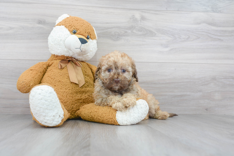 Playful Labrador Poodle Mix Puppy