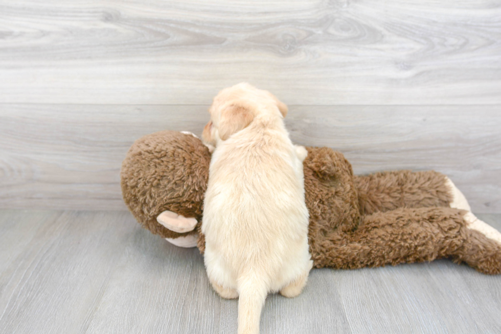 Mini Labradoodle Pup Being Cute