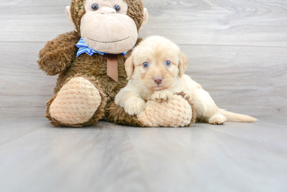 Popular Mini Labradoodle Poodle Mix Pup