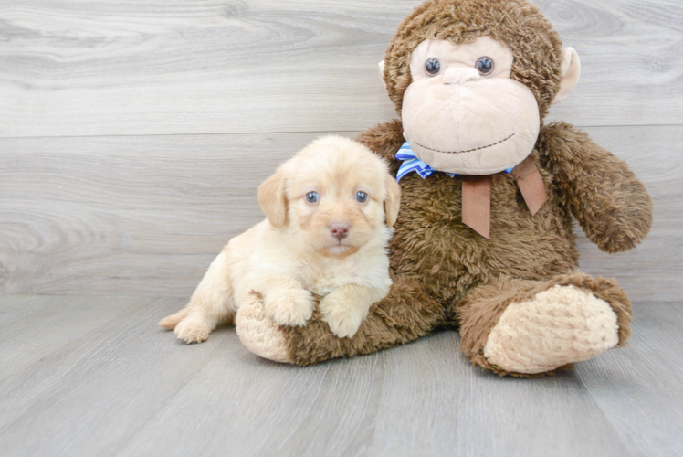 Mini Labradoodle Puppy for Adoption