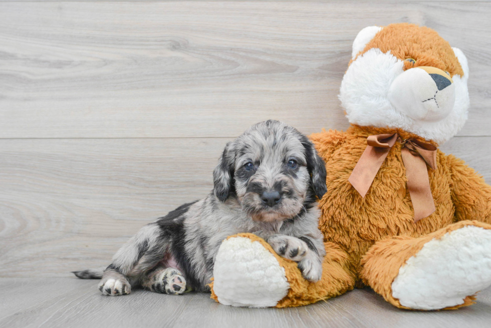 Sweet Mini Labradoodle Baby