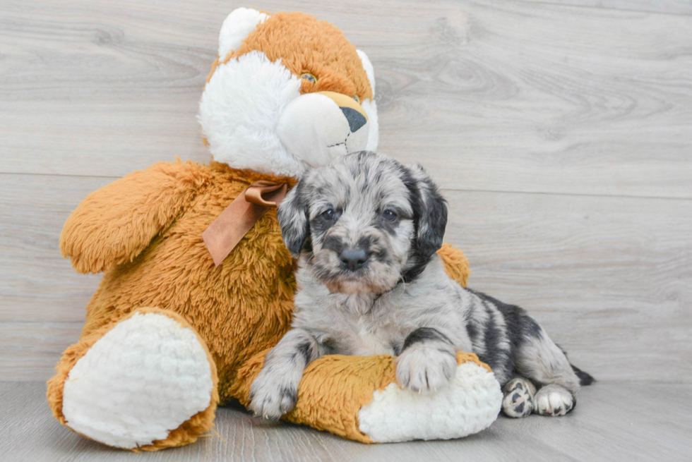 Smart Mini Labradoodle Poodle Mix Pup