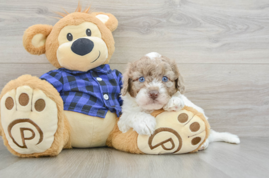 Little Labrapoo Poodle Mix Puppy