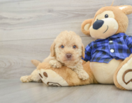 7 week old Mini Labradoodle Puppy For Sale - Premier Pups