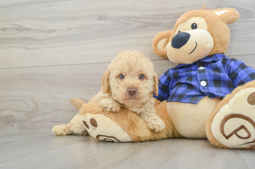 6 week old Mini Labradoodle Puppy For Sale - Premier Pups