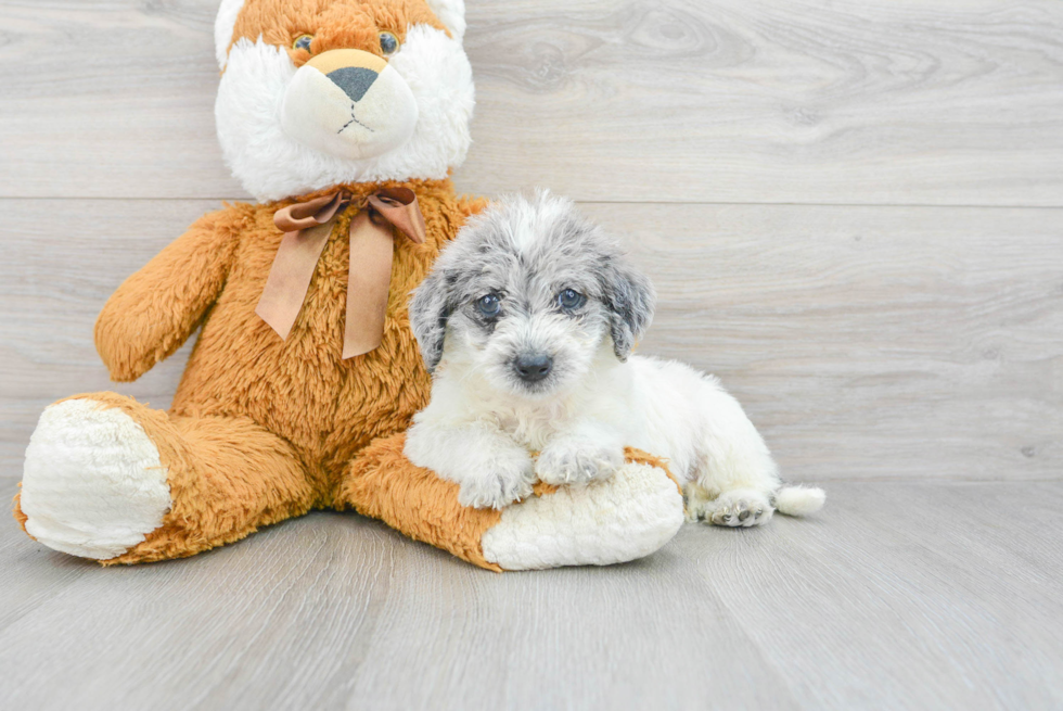 Mini Labradoodle Pup Being Cute