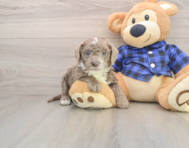 7 week old Mini Labradoodle Puppy For Sale - Premier Pups