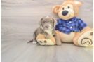 Small Mini Labradoodle Baby