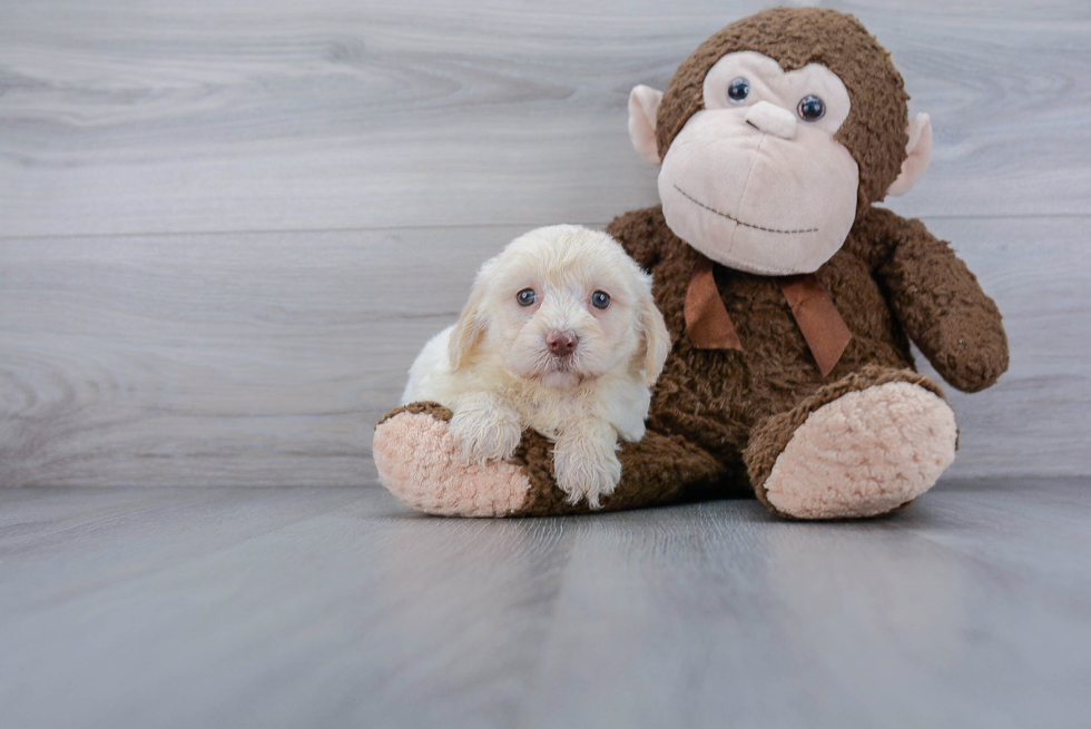 Adorable Labrador Poodle Mix Puppy