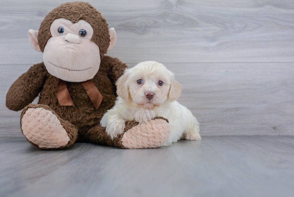 Mini Labradoodle Puppy for Adoption