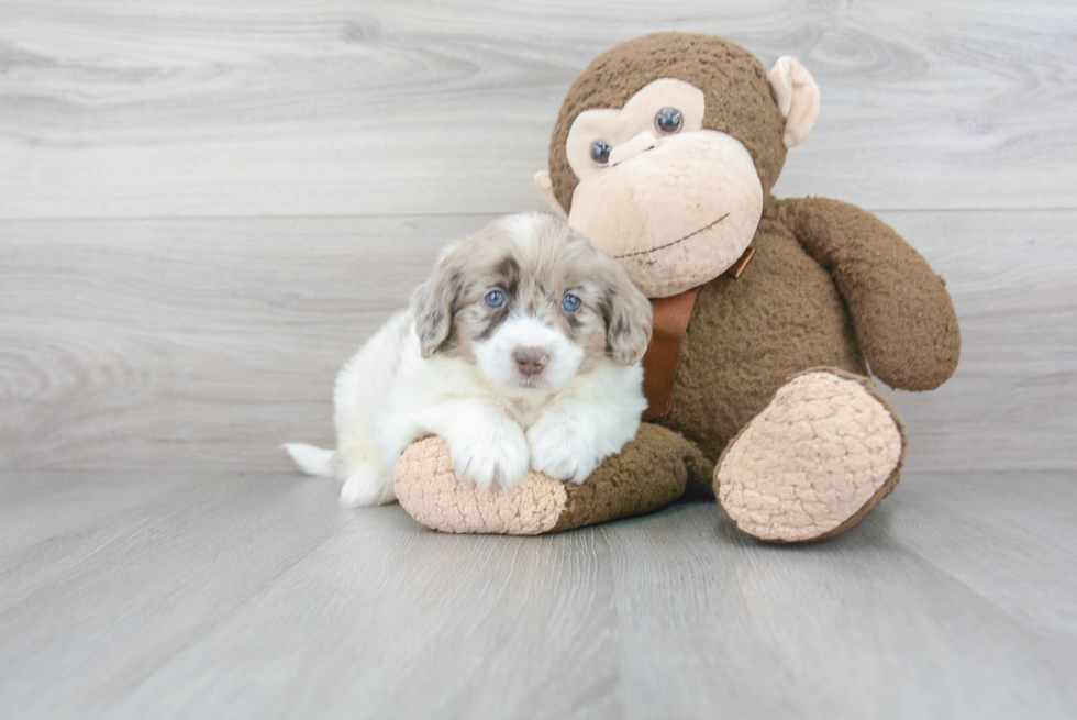 Best Mini Labradoodle Baby