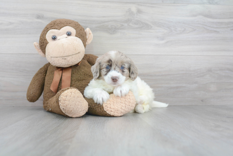 Little Labrador Poodle Mix Puppy