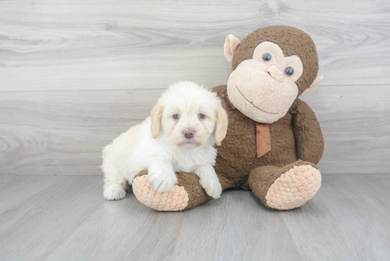 Mini Labradoodle Puppy for Adoption