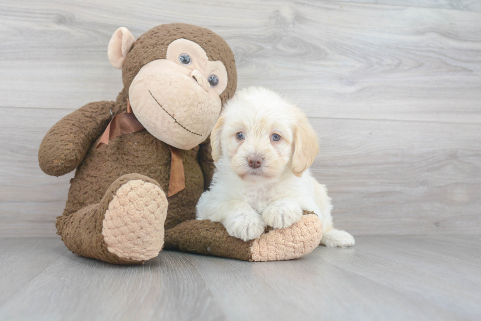 Cute Mini Labradoodle Baby