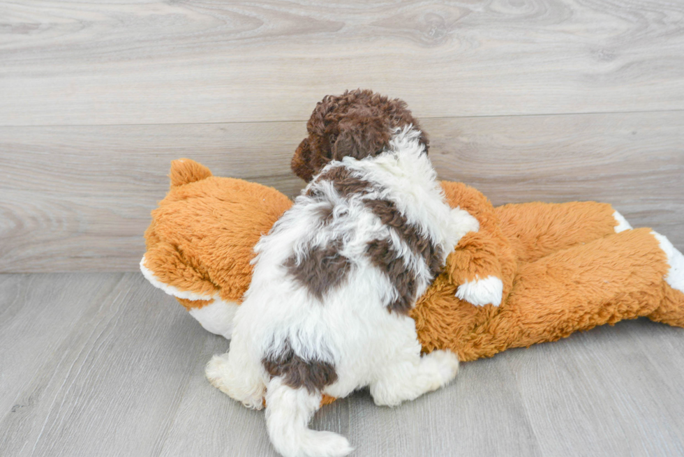 Little Labrador Poodle Mix Puppy