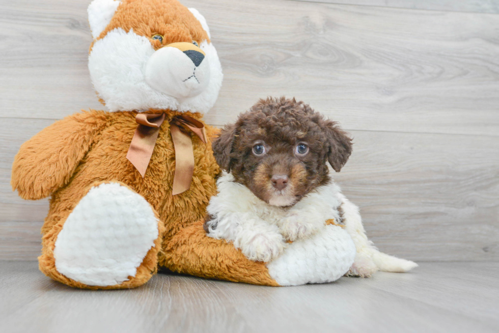 Adorable Labrador Poodle Mix Puppy