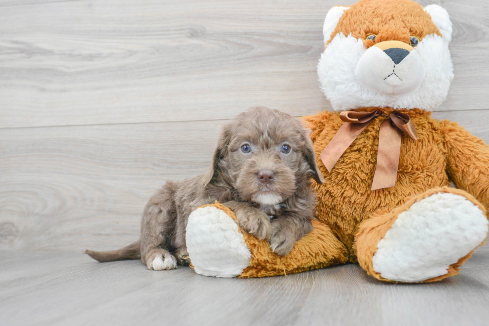 Mini Labradoodle Pup Being Cute